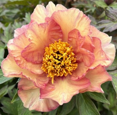 Loyola (13) upr_result